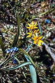 Monti Lessini - Stellina dorata (Gagea)